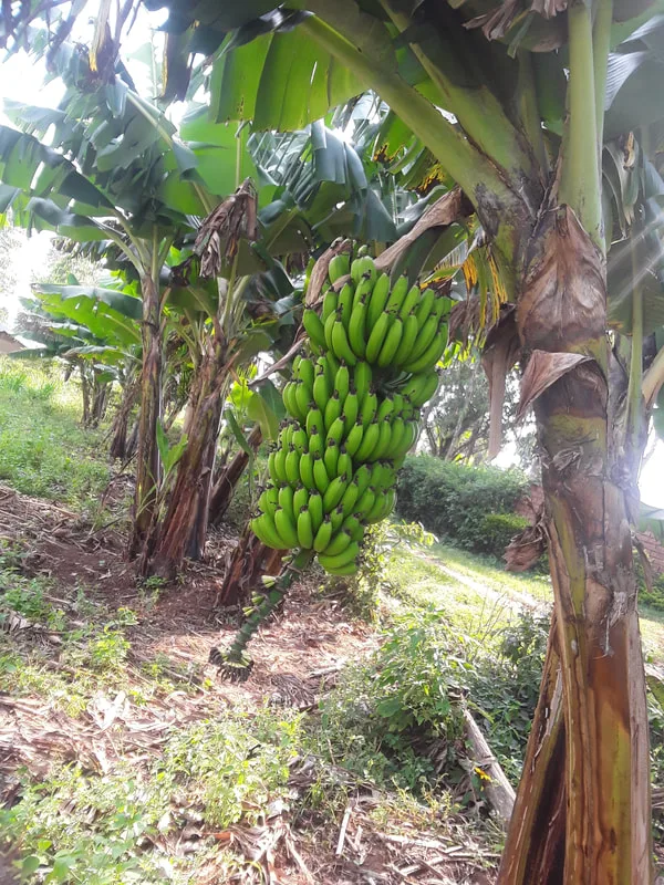 banana plants